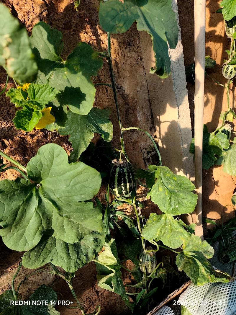 羊角蜜种植收益高吗？技术门槛怎样？-图3