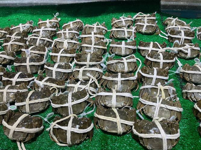 河蟹的养殖技术及方法-图2