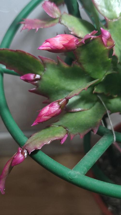 什么品种蟹爪兰长的快-图1 什么品种蟹爪兰长的快-图1