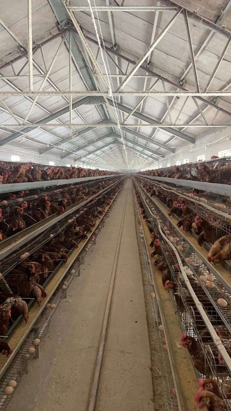 农业养殖技术官网视频-图2 农业养殖技术官网视频-图2