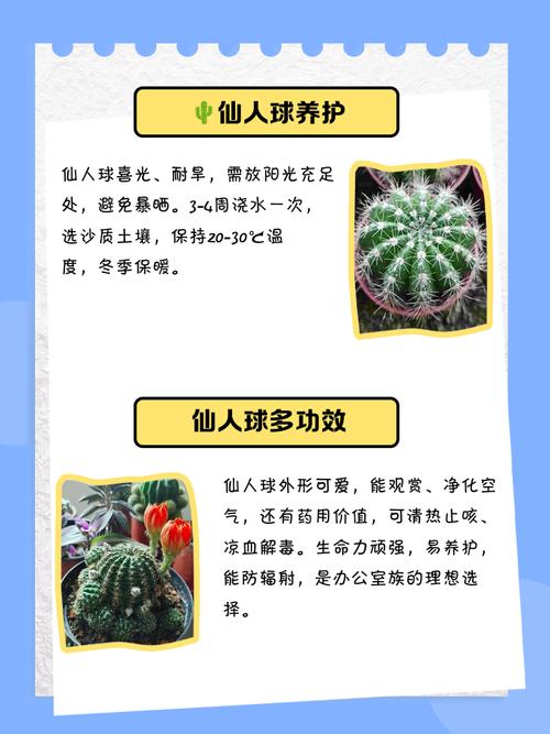 仙人球品种名称有哪些？-图2