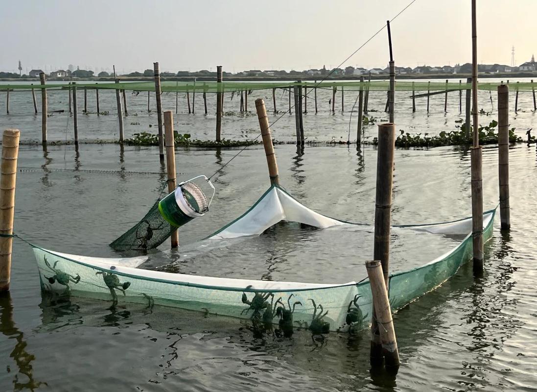 水库养蟹技术视频,关键要点有哪些?-图1 水库养蟹技术视频,关键要点有哪些?-图1
