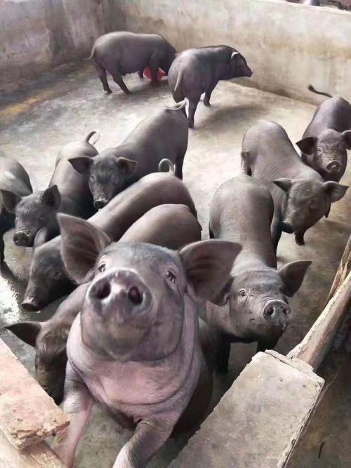 四川猪品种有哪些？-图1