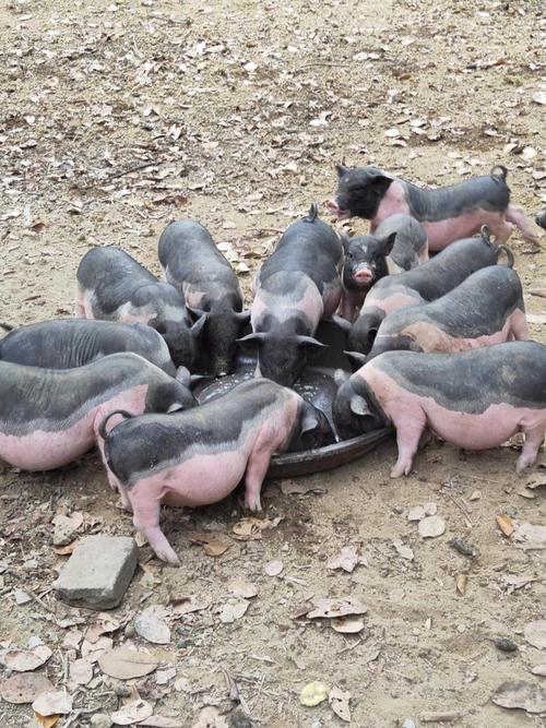 四川猪品种有哪些？-图2