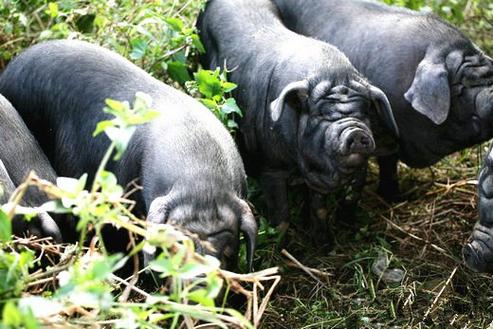 四川猪品种有哪些？-图3