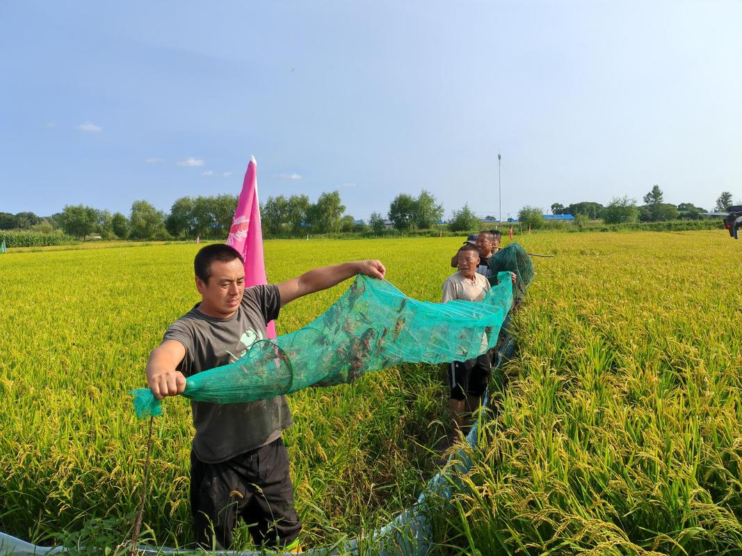 稻田改养虾,技术关键点在哪?-图1 稻田改养虾,技术关键点在哪?-图1