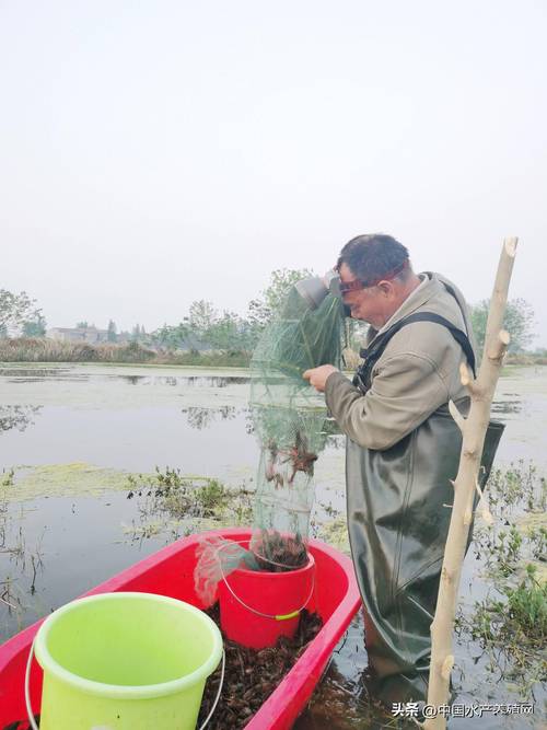 稻田改养虾,技术关键点在哪?-图2 稻田改养虾,技术关键点在哪?-图2