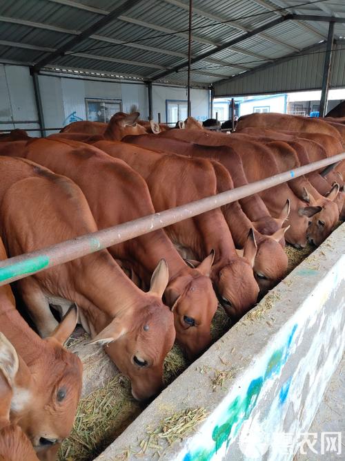 山西哪里能买到新品种牛？-图2