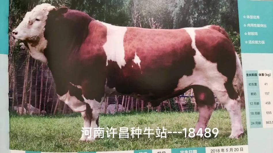 山西哪里能买到新品种牛?-图3 山西哪里能买到新品种牛?-图3