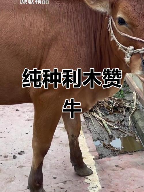 山西哪里能买到新品种牛?-图1 山西哪里能买到新品种牛?-图1