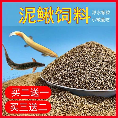 红色泥鳅苗价格批发价格-图3 红色泥鳅苗价格批发价格-图3