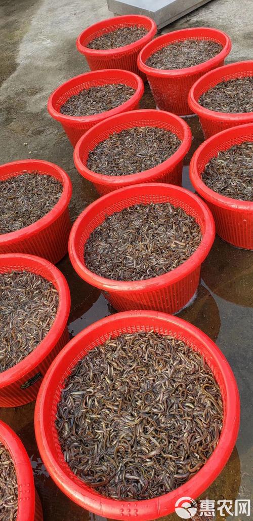 红色泥鳅苗价格批发价格-图1 红色泥鳅苗价格批发价格-图1