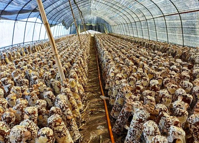 香菇人工种植技术视频-图1 香菇人工种植技术视频-图1
