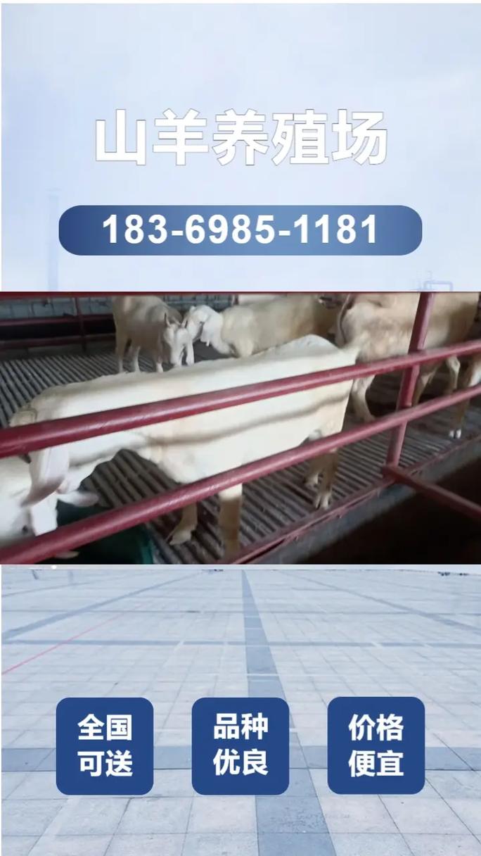 黑山羊价格今日羊价格表-图2