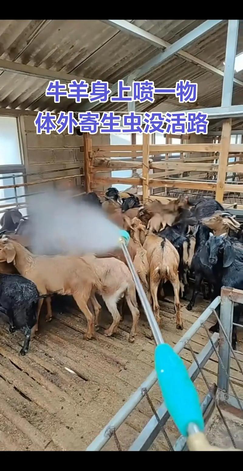 最新养羊技术视频,如何高效掌握关键技巧?-图1 最新养羊技术视频,如何高效掌握关键技巧?-图1