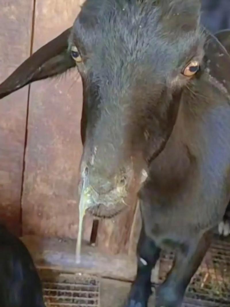 最新养羊技术视频,如何高效掌握关键技巧?-图3 最新养羊技术视频,如何高效掌握关键技巧?-图3