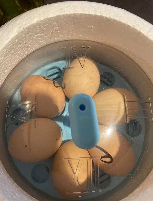 农村水袋孵化鸡蛋技术-图1 农村水袋孵化鸡蛋技术-图1