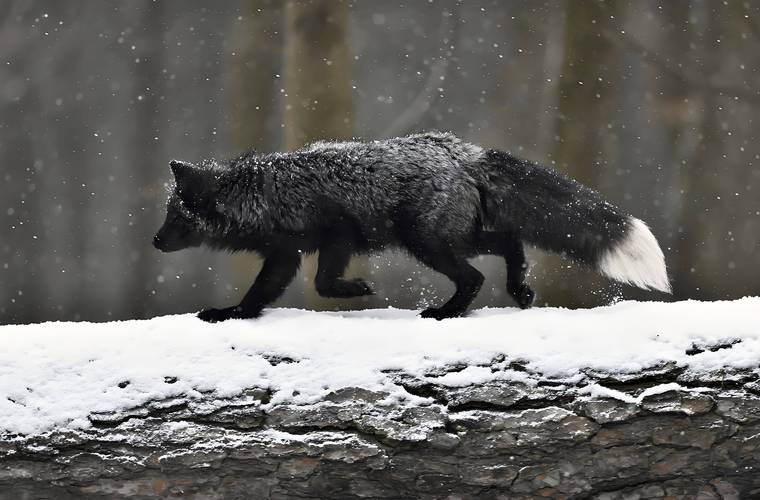 蓝孤养殖技术视频下载-图2