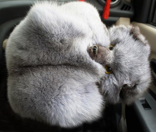 蓝孤养殖技术视频下载-图3 蓝孤养殖技术视频下载-图3