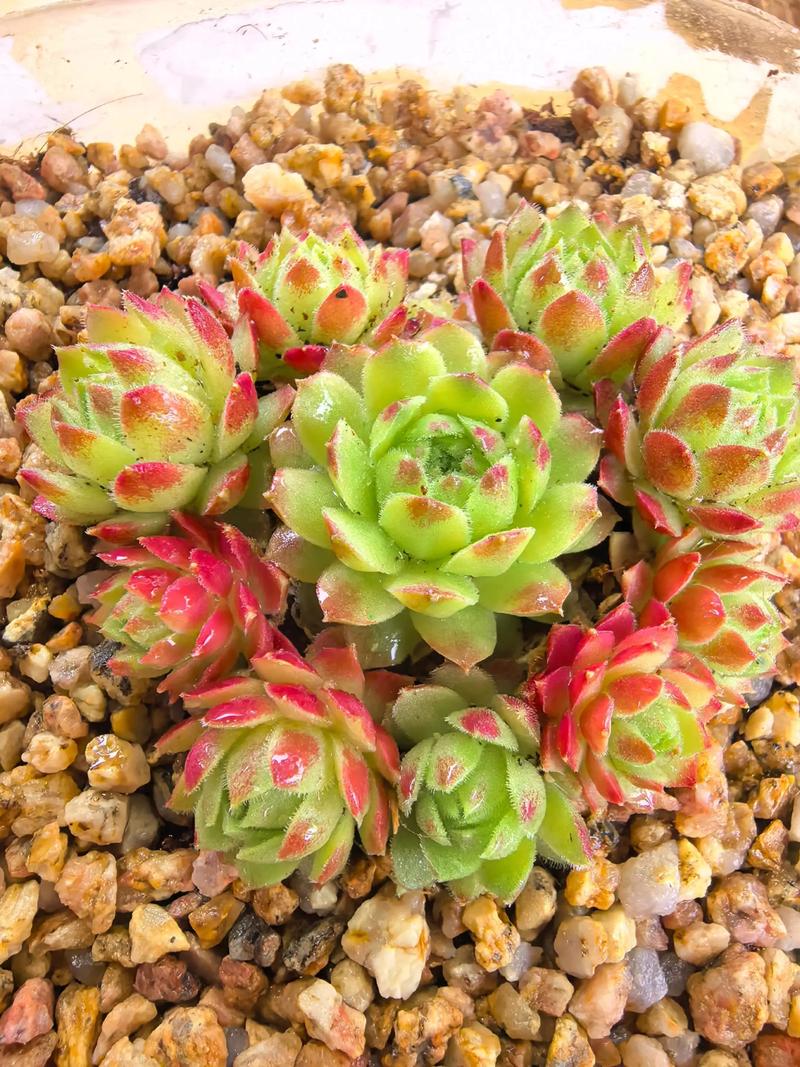 多肉常见的长生草品种-图1 多肉常见的长生草品种-图1