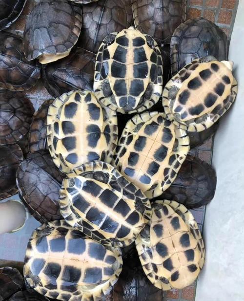 药用价值高的龟的品种-图3