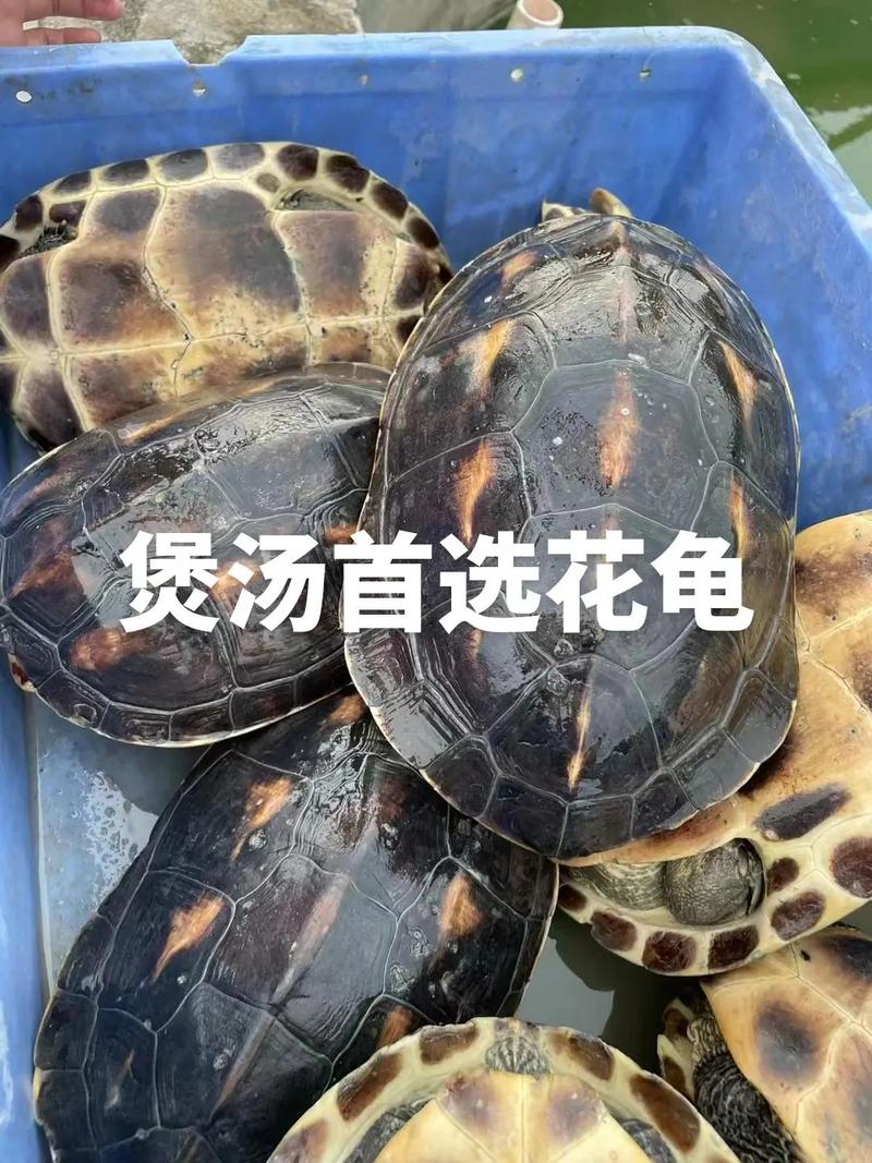 药用价值高的龟的品种-图2