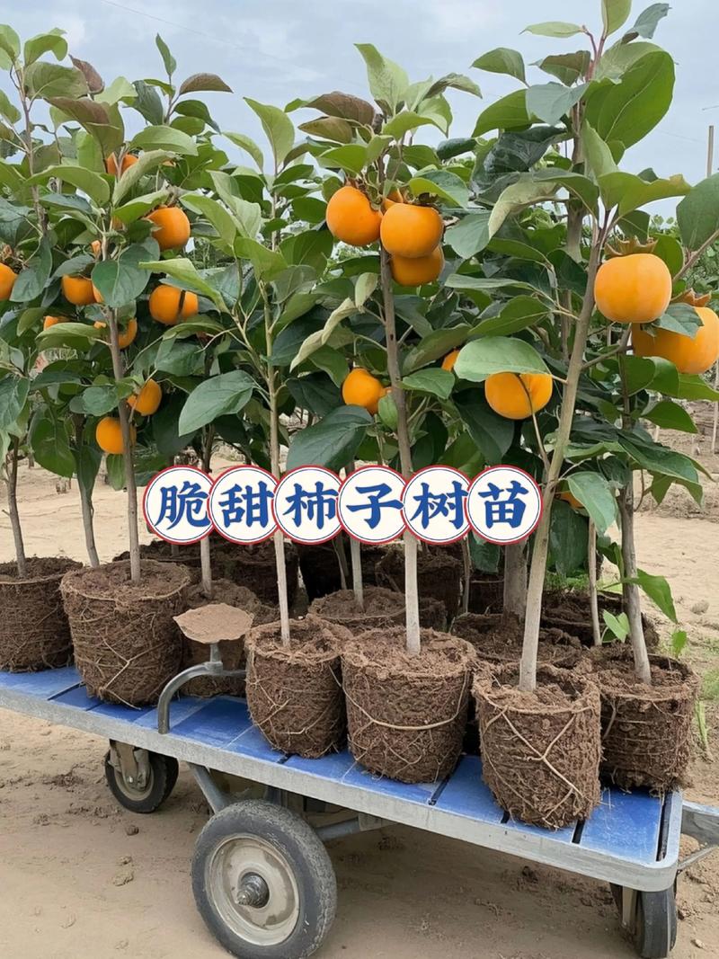 新品种水果树苗有什么-图1 新品种水果树苗有什么-图1