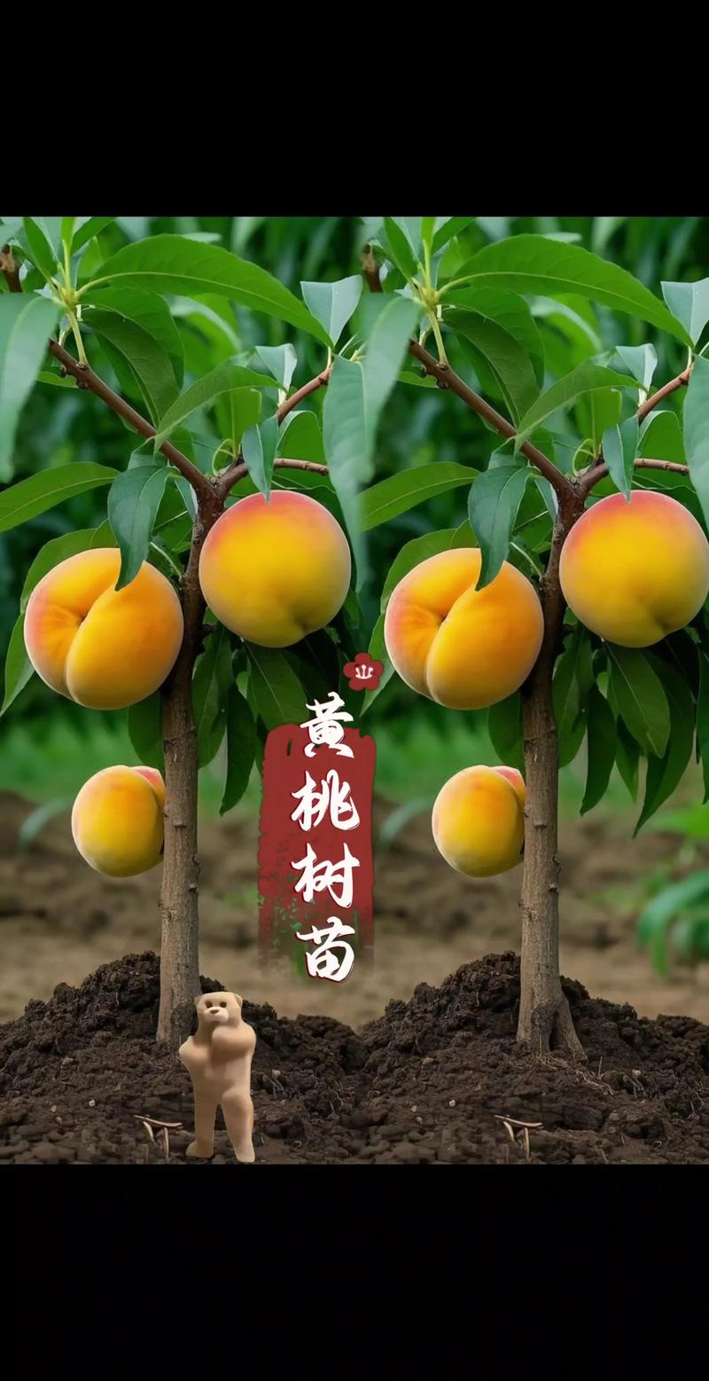 新品种水果树苗有什么-图2 新品种水果树苗有什么-图2