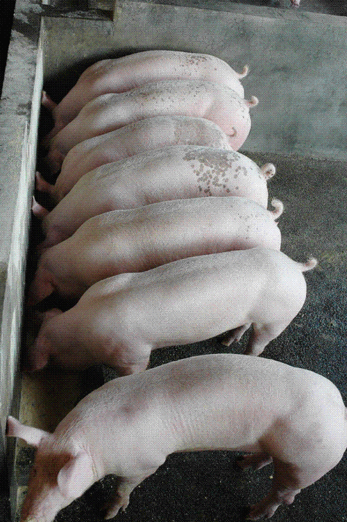 内三元猪包括培育品种-图2 内三元猪包括培育品种-图2