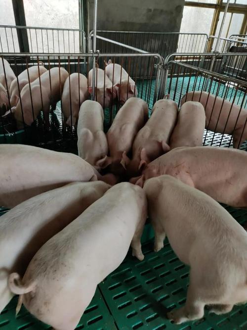 内三元猪包括培育品种-图3 内三元猪包括培育品种-图3