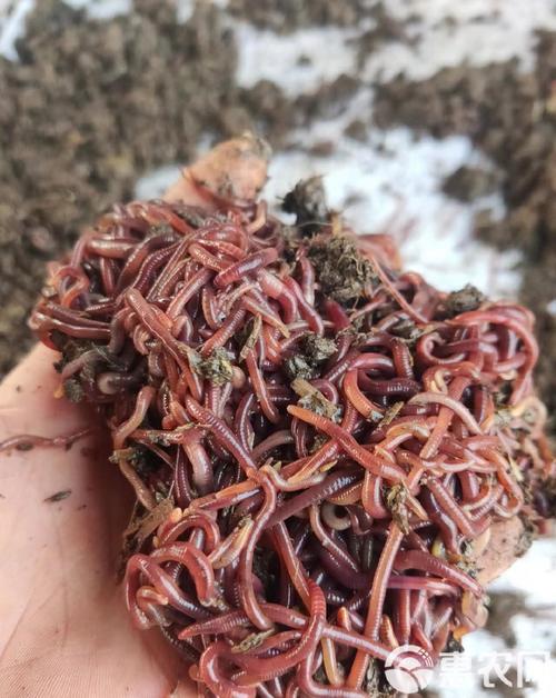 台湾培育出新品种蚯蚓-图1 台湾培育出新品种蚯蚓-图1