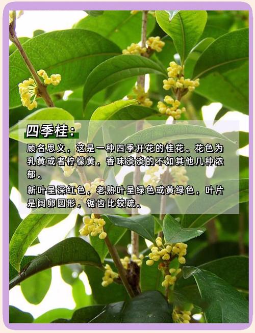 桂花品种优劣如何辨别？-图2