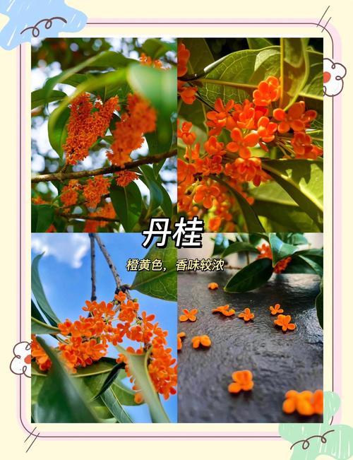 桂花品种优劣如何辨别？-图3