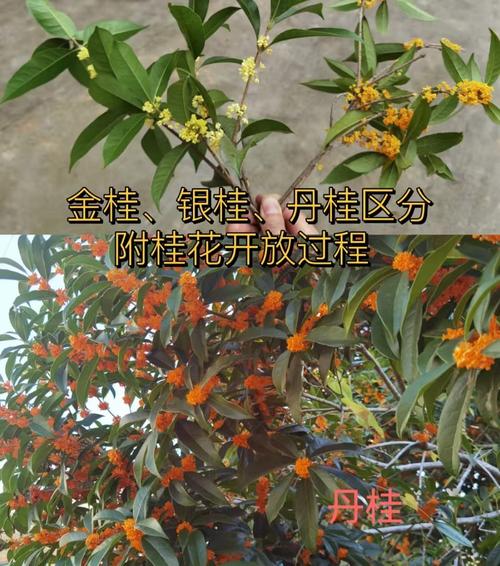 桂花品种优劣如何辨别？-图1