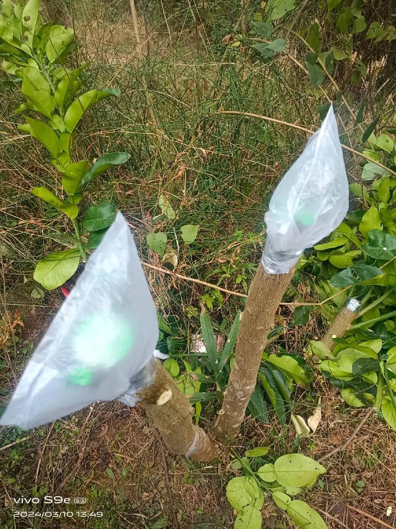 柚子树的嫁接技术视频-图1 柚子树的嫁接技术视频-图1