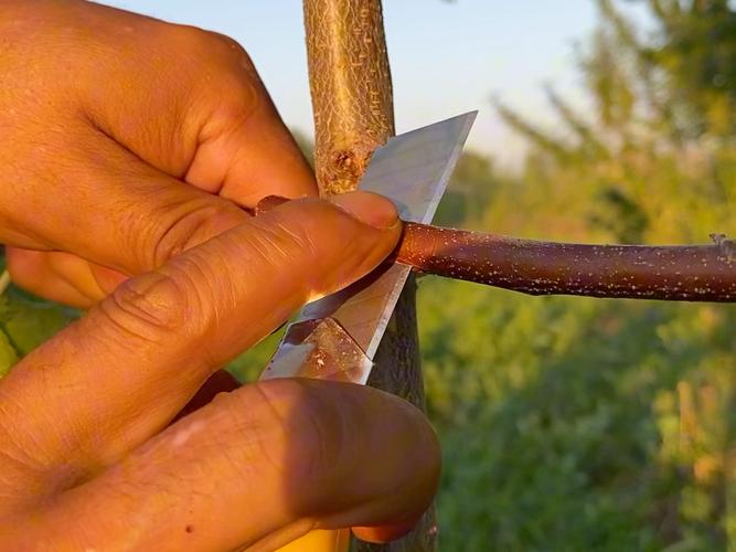 柚子树的嫁接技术视频-图3 柚子树的嫁接技术视频-图3