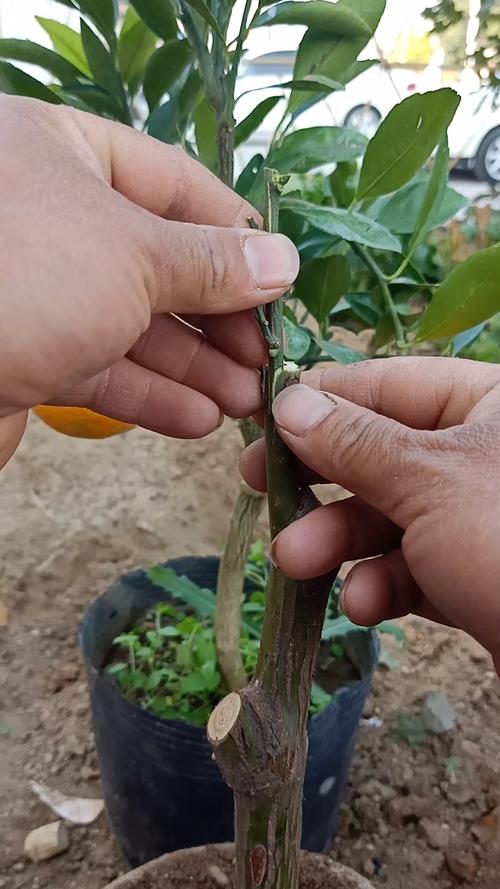 柚子树的嫁接技术视频-图2 柚子树的嫁接技术视频-图2