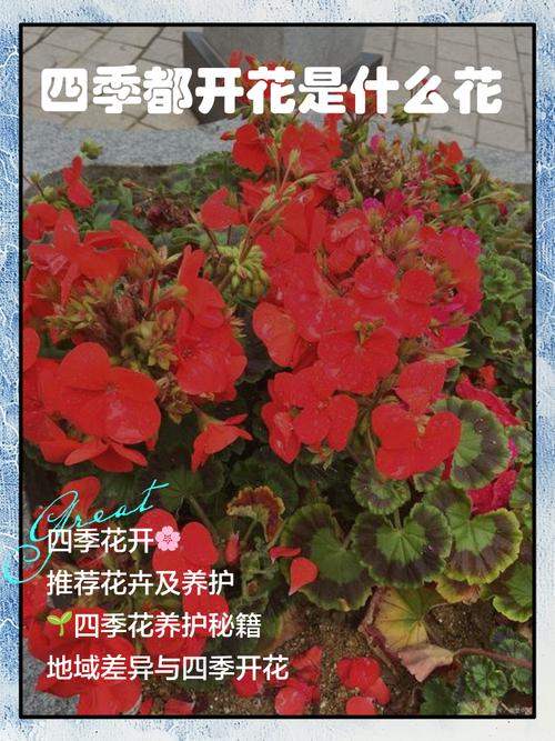 哪些植物能四季开花,品种有哪些?-图1 哪些植物能四季开花,品种有哪些?-图1