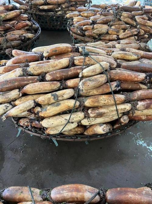 湖北农科院莲藕新品种-图3 湖北农科院莲藕新品种-图3