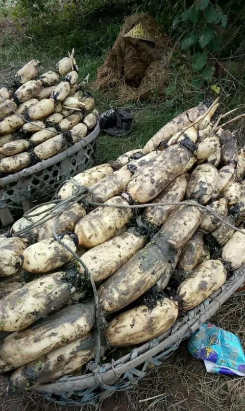 湖北农科院莲藕新品种-图1 湖北农科院莲藕新品种-图1