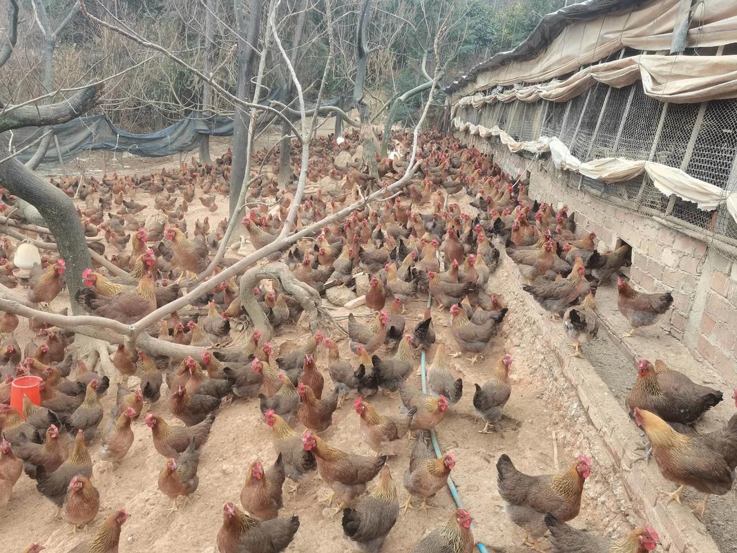 农广天地鸡的地方品种-图2 农广天地鸡的地方品种-图2