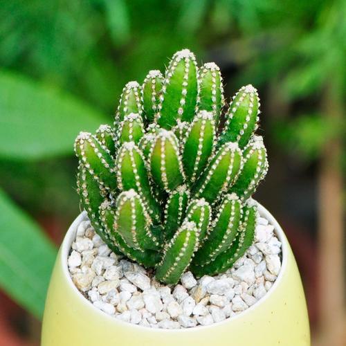 哪种仙人掌品种刺少?-图3 哪种仙人掌品种刺少?-图3