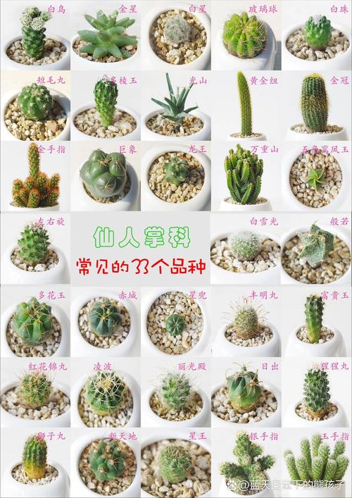 哪种仙人掌品种刺少?-图2 哪种仙人掌品种刺少?-图2