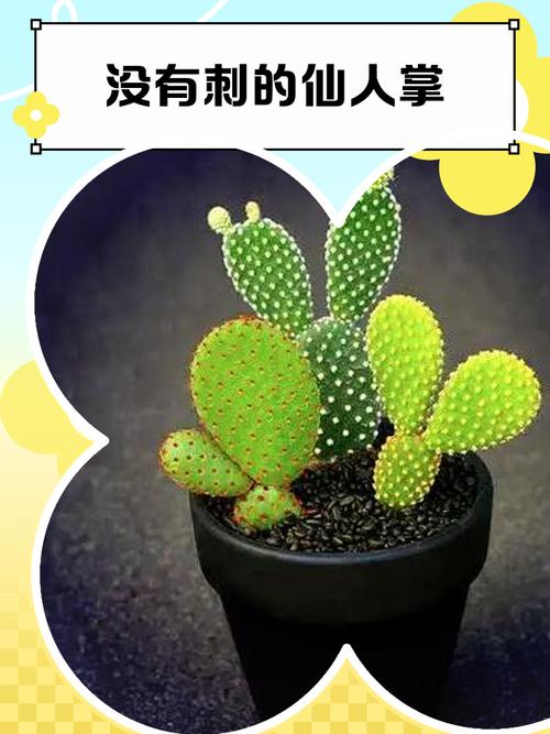 哪种仙人掌品种刺少?-图1 哪种仙人掌品种刺少?-图1