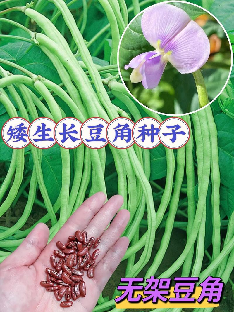 泰国无架豆角怎么种?高产技术有哪些?-图1 泰国无架豆角怎么种?高产技术有哪些?-图1