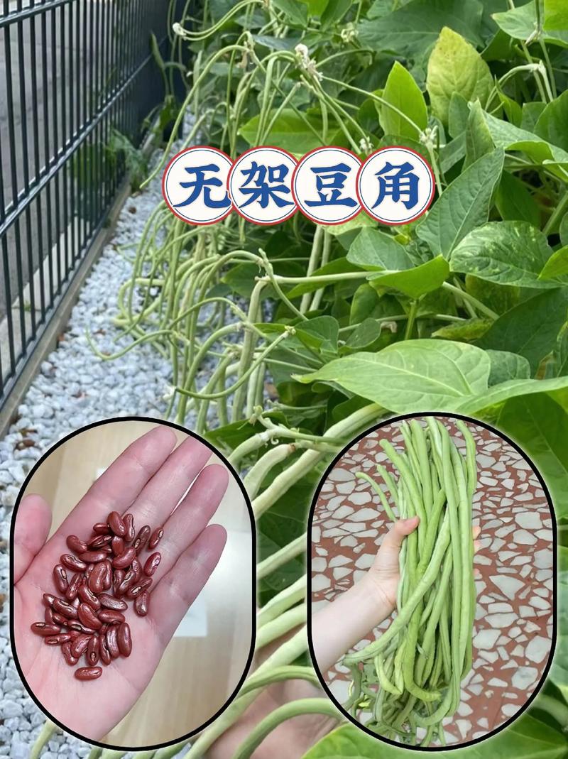 泰国无架豆角怎么种?高产技术有哪些?-图2 泰国无架豆角怎么种?高产技术有哪些?-图2