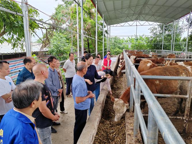 养牛技术实践，关键难点与核心秘诀是什么？-图2