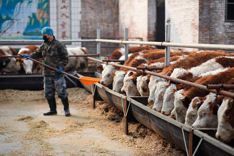 养牛技术实践,关键难点与核心秘诀是什么?-图3 养牛技术实践,关键难点与核心秘诀是什么?-图3