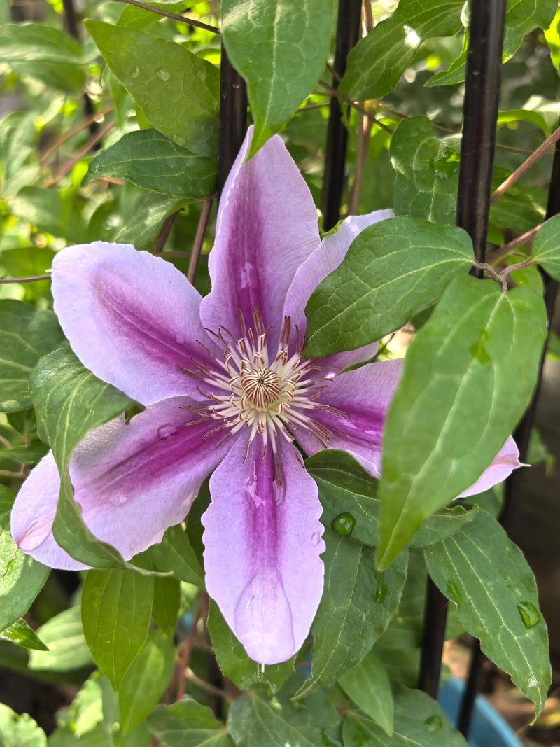 铁线莲哪些品种比较好养?-图2 铁线莲哪些品种比较好养?-图2