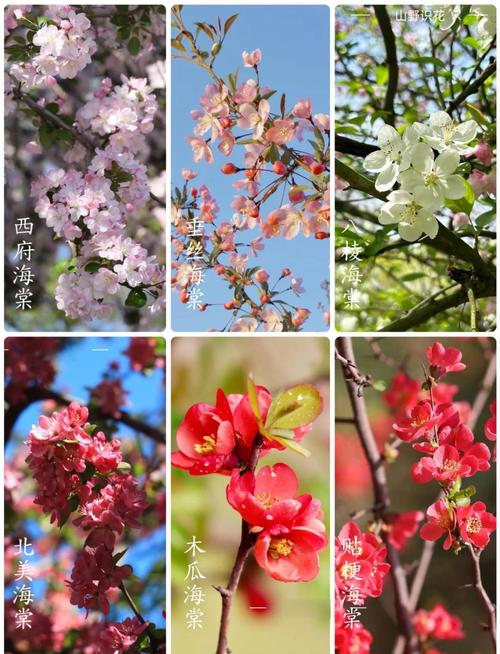 四李海棠花品种有那些-图1